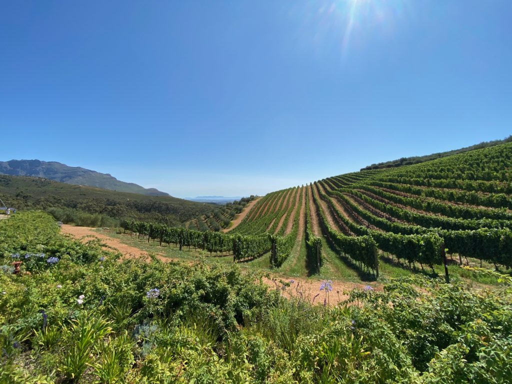 South African Vineyard