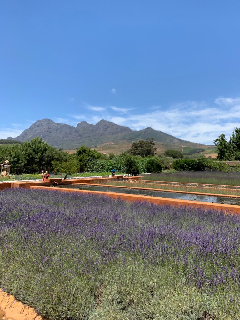Babylonstoren Wine Estate South Africa