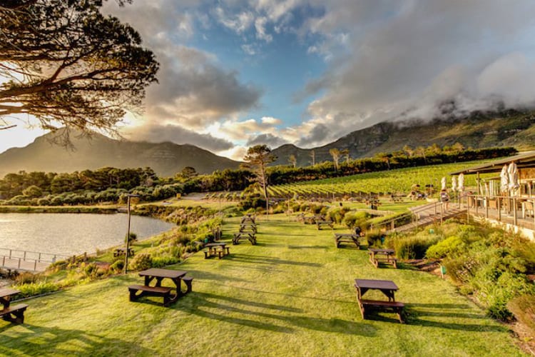 Cape Point Vineyard South Africa